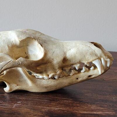Lot 17: Animal Skull