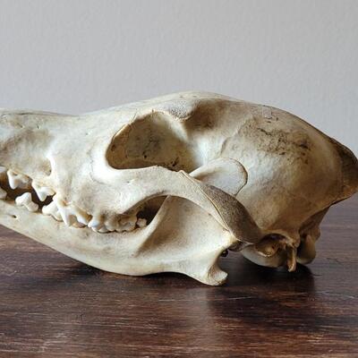 Lot 17: Animal Skull