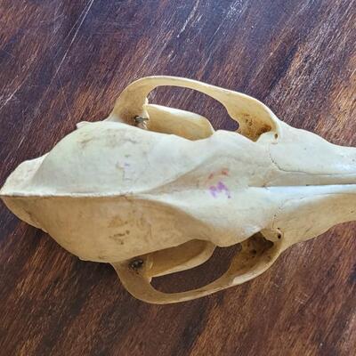 Lot 17: Animal Skull