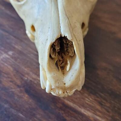 Lot 17: Animal Skull