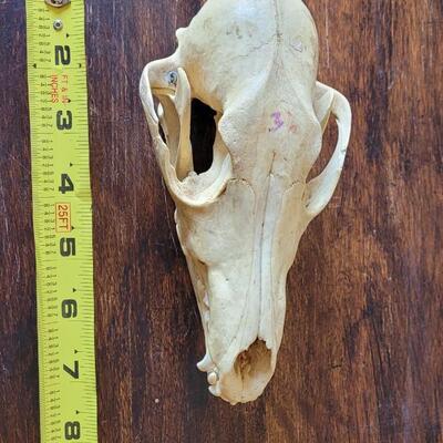 Lot 17: Animal Skull
