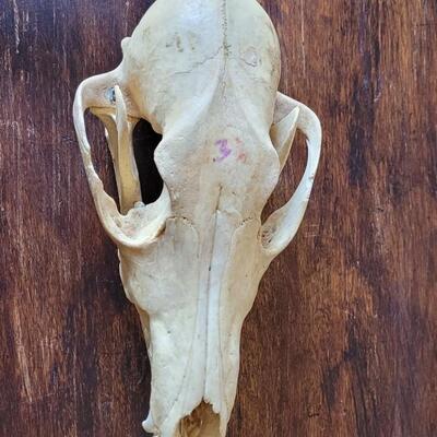 Lot 17: Animal Skull