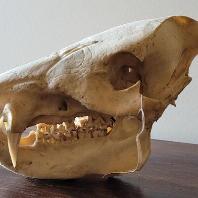 Lot 18: Wild Boar Skull