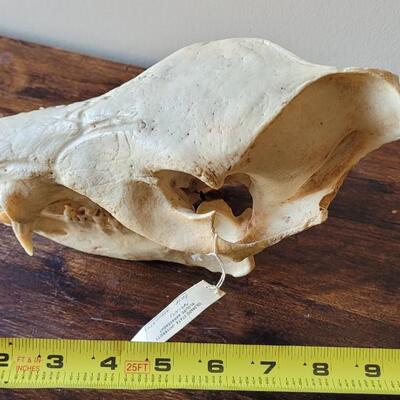 Lot 18: Wild Boar Skull