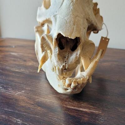 Lot 18: Wild Boar Skull