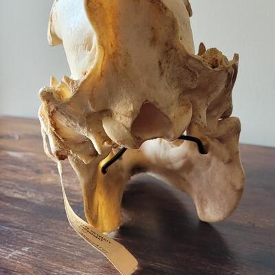 Lot 18: Wild Boar Skull