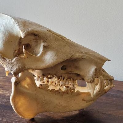 Lot 18: Wild Boar Skull