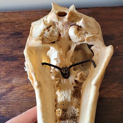 Lot 18: Wild Boar Skull