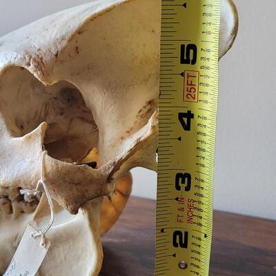 Lot 18: Wild Boar Skull
