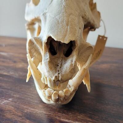 Lot 18: Wild Boar Skull