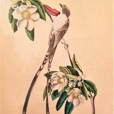 Lot #125  Lois J. Lester Handcolored Bird Print - after John Audubon