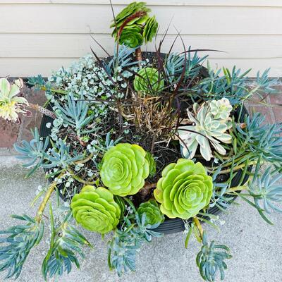 LOT 189  MATURE GROWTH SUCCULENT PLANTER #1  DARK CERAMIC LOW BOWL 24" ACROSS