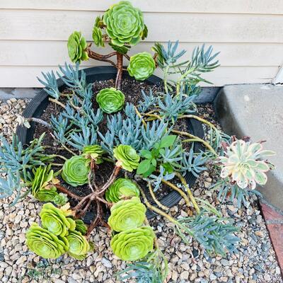 LOT 191  PLANTER W/THRIVING SUCCULENTS #3