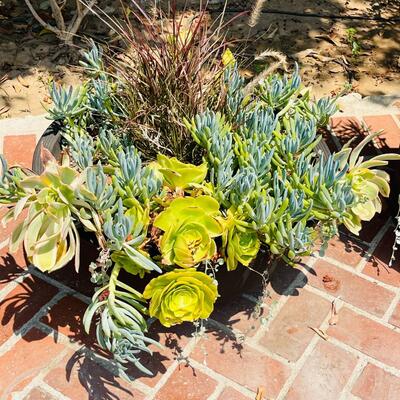 LOT 192  MATURE GROWTH SUCCULENT PLANTER BOWL #4