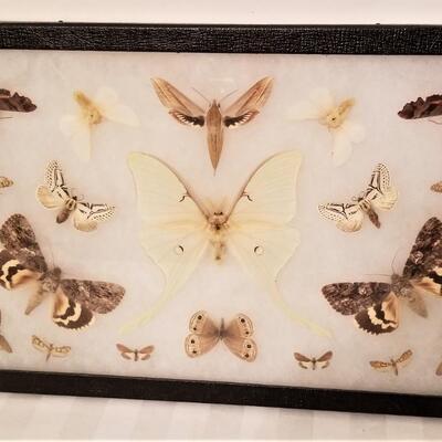 Lot #189  Butterfly Specimen Display