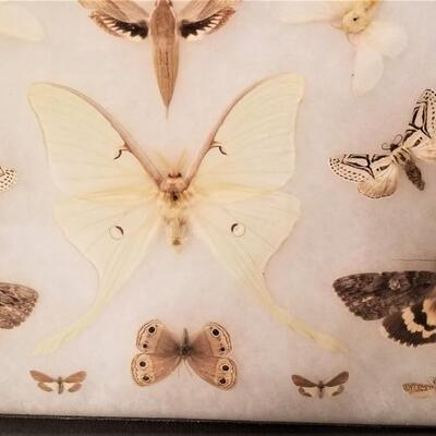Lot #189  Butterfly Specimen Display