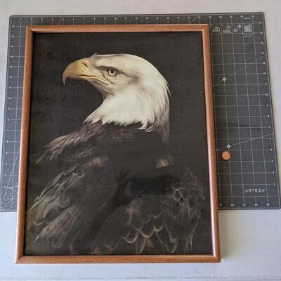 #54 Bald Eagle Framed Print
