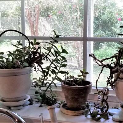 :pt #249  Three succulent Jade Plants in Pots - they need adopting