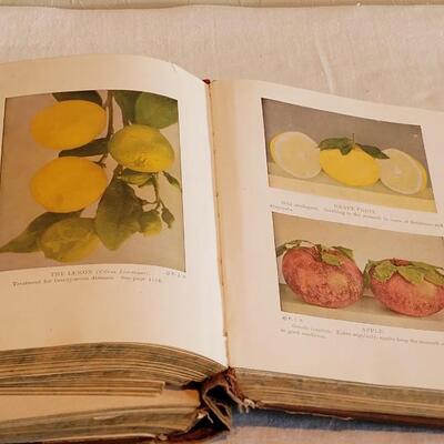Lot 180: 1925 Library of Health Book