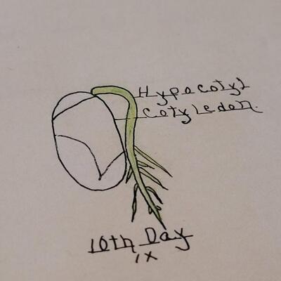Lot 192: 1928 Plant Study Student Work Book By W.H.D. Meier A.M., Ph.D. 