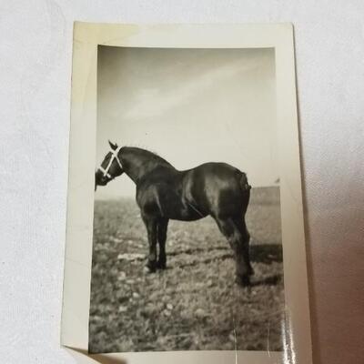 Lot 198: 1930's Windsor, Colorado Show Horse Framed Photo, Loose Photo and Cardboard Cut Out