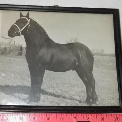 Lot 198: 1930's Windsor, Colorado Show Horse Framed Photo, Loose Photo and Cardboard Cut Out