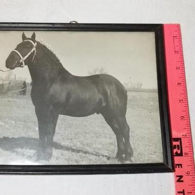 Lot 198: 1930's Windsor, Colorado Show Horse Framed Photo, Loose Photo and Cardboard Cut Out