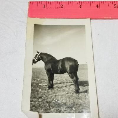 Lot 198: 1930's Windsor, Colorado Show Horse Framed Photo, Loose Photo and Cardboard Cut Out