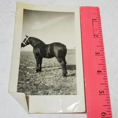 Lot 198: 1930's Windsor, Colorado Show Horse Framed Photo, Loose Photo and Cardboard Cut Out