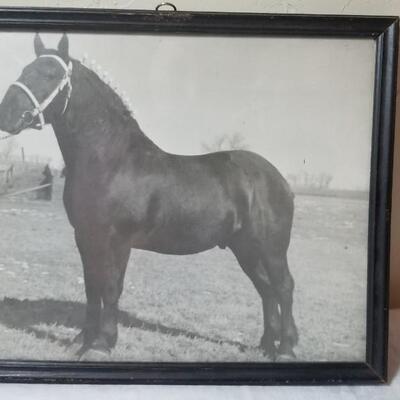 Lot 198: 1930's Windsor, Colorado Show Horse Framed Photo, Loose Photo and Cardboard Cut Out