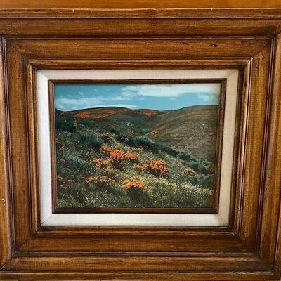 California Poppy Fields Framed Photo By Richard Burdine