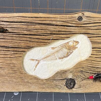 #68 Fossil Fish in a Driftwood Frame 
