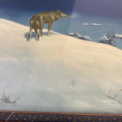 #231 Lone Wolf Antique Print