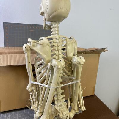 #268 Life Size Skeleton New in Opened Box 