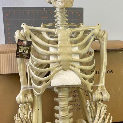 #268 Life Size Skeleton New in Opened Box 