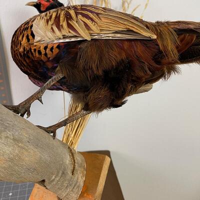 #277 Taxidermy Pheasant Rooster, Made as a Wall mount 