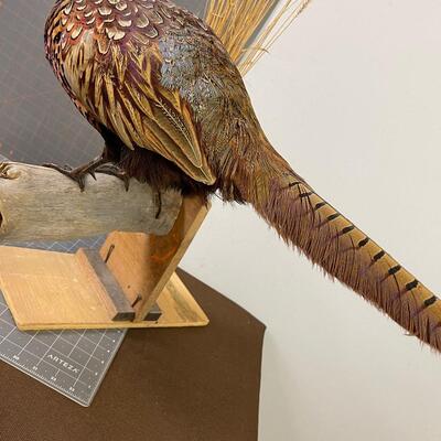 #277 Taxidermy Pheasant Rooster, Made as a Wall mount 