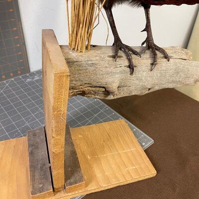 #277 Taxidermy Pheasant Rooster, Made as a Wall mount 