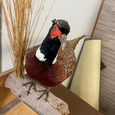#277 Taxidermy Pheasant Rooster, Made as a Wall mount 