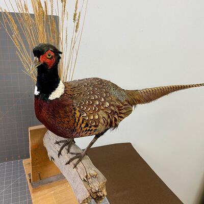 #277 Taxidermy Pheasant Rooster, Made as a Wall mount 