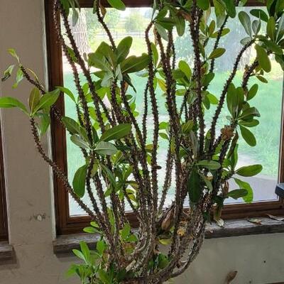 Lot 81: Large Plant
