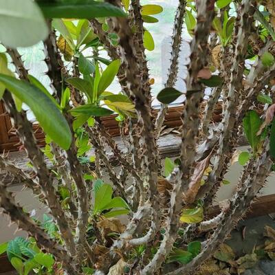 Lot 81: Large Plant