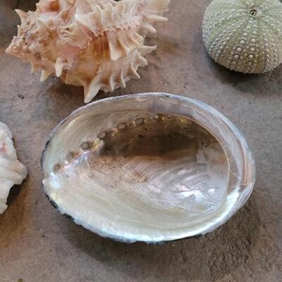 Lot 206: Shell Collection 