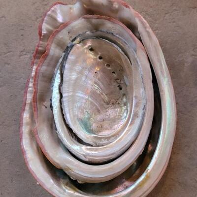 Lot 206: Shell Collection 