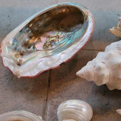Lot 206: Shell Collection 