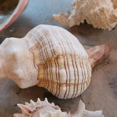 Lot 206: Shell Collection 