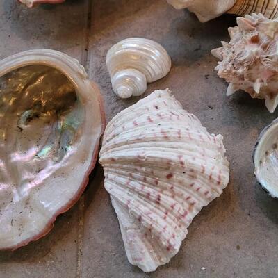 Lot 206: Shell Collection 