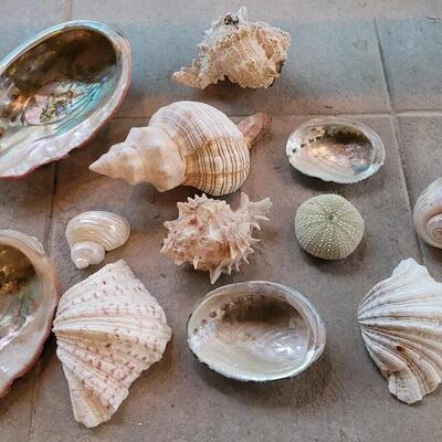 Lot 206: Shell Collection 