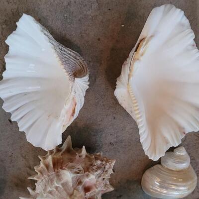 Lot 206: Shell Collection 