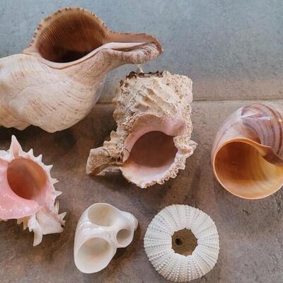 Lot 206: Shell Collection 